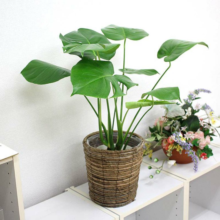 風水 玄関での観葉植物の置き方は？ 2021年の運勢をアップしたい！ ラメさんの風水のお部屋